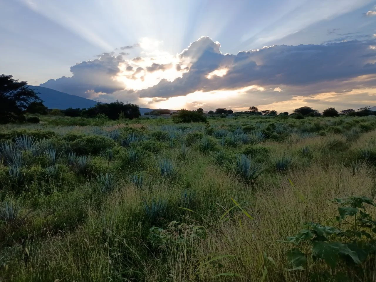 Pueblo Mágico de Tequila
